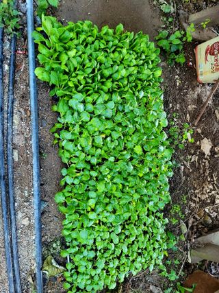 김형길 님의 배추 · 일상 작성글 사진