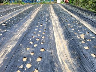 김형길 님의 배추 · 일상 작성글 사진