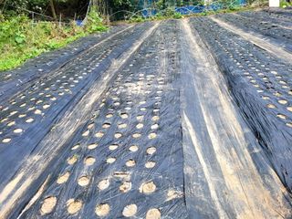 김형길 님의 배추 · 일상 작성글 사진