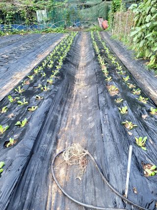 김형길 님의 배추 · 일상 작성글 사진