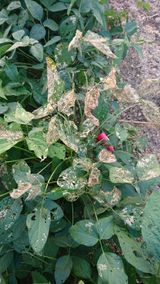 팜모닝 콩·병해충상담 게시글 이미지