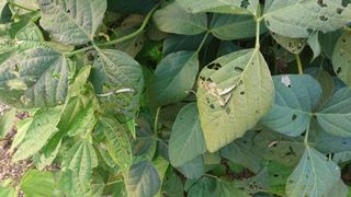 표고버섯20903님의 콩 · 병해충상담 작성글 사진