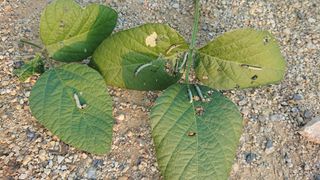 표고버섯20903님의 콩 · 병해충상담 작성글 사진