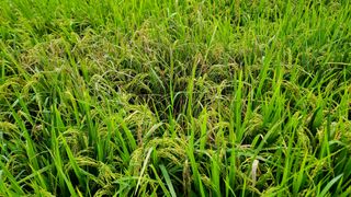 이교일지사랑이랍니다님의 벼 · 병해충상담 작성글 사진