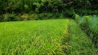 이교일지사랑이랍니다님의 벼 · 병해충상담 작성글 사진