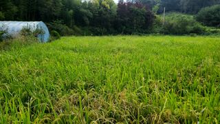 이교일지사랑이랍니다님의 벼 · 병해충상담 작성글 사진