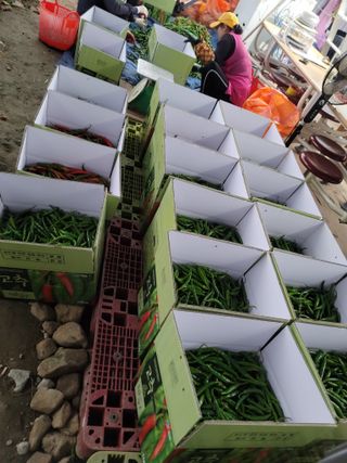 병풍취산채농원님의 장터이야기 · 자유게시판 작성글 사진