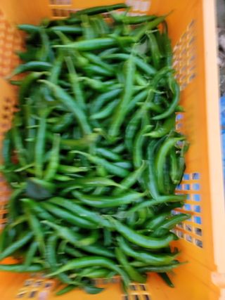 병풍취산채농원님의 장터이야기 · 자유게시판 작성글 사진