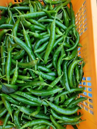 병풍취산채농원님의 오늘의 시장을 알려주세요 · 참여글 작성글 사진