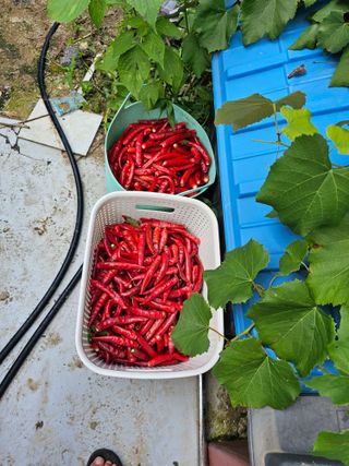 Bmww2226님의 가을 농사계획 알려주세요🍁 · 참여글 작성글 사진