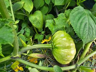 Bmww2226님의 가을 농사계획 알려주세요🍁 · 참여글 작성글 사진