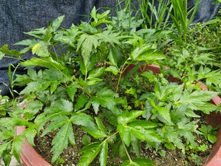 Bmww2226님의 가을 농사계획 알려주세요🍁 · 참여글 작성글 사진