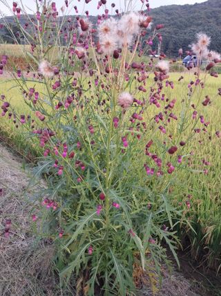 오영균 님의 벼 · 자유게시판 작성글 사진