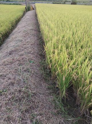 오영균 님의 벼 · 자유게시판 작성글 사진