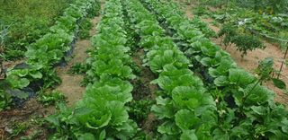 이종록님의 배추 · 일상 작성글 사진