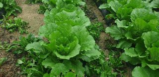 이종록님의 배추 · 일상 작성글 사진