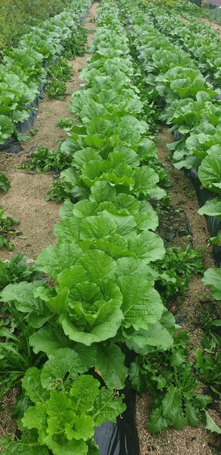 이종록님의 배추 · 일상 작성글 사진