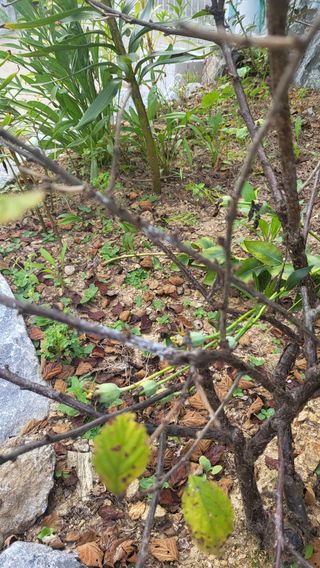 라이프님의 기타작물 · 병해충상담 작성글 사진