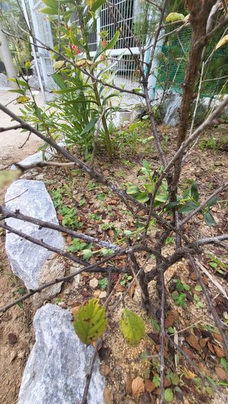 라이프님의 기타작물 · 병해충상담 작성글 사진