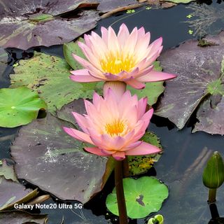 이경숙님의 자유주제 · 자유게시판 작성글 사진