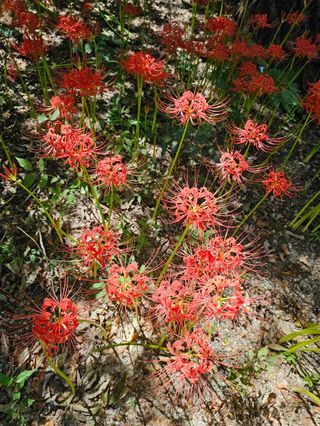 이경숙님의 자유주제 · 자유게시판 작성글 사진