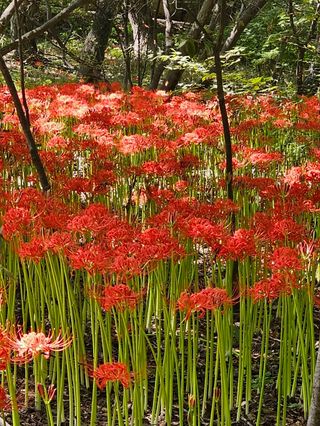 이경숙님의 자유주제 · 자유게시판 작성글 사진