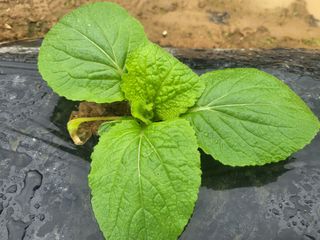 들꽃농장님의 배추 · 비료•농약 작성글 사진