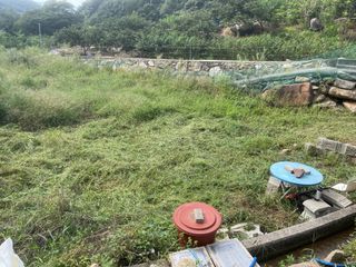 도곡님의 배추 · 제초 작성글 사진