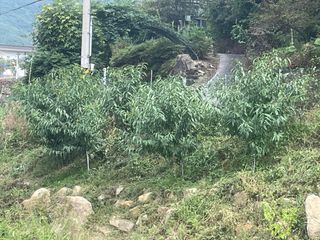 도곡님의 배추 · 제초 작성글 사진