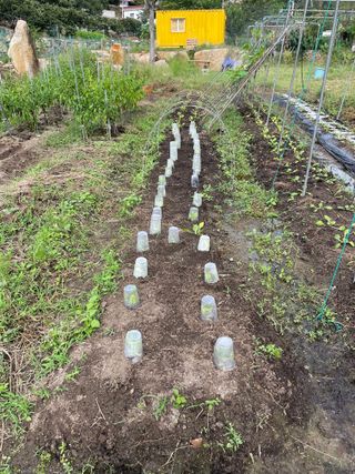 도곡님의 배추 · 제초 작성글 사진