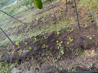 도곡님의 배추 · 제초 작성글 사진