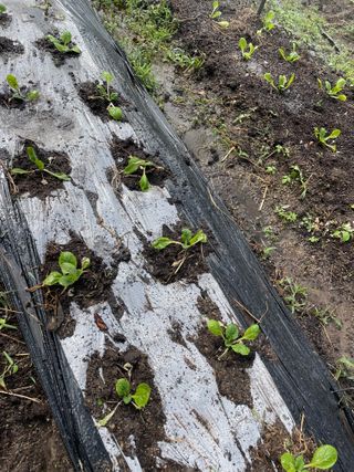 도곡님의 배추 · 제초 작성글 사진