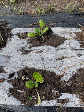 도곡님의 배추 · 제초 작성글 사진