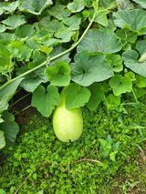 팜모닝 자유주제·자유게시판 게시글 이미지