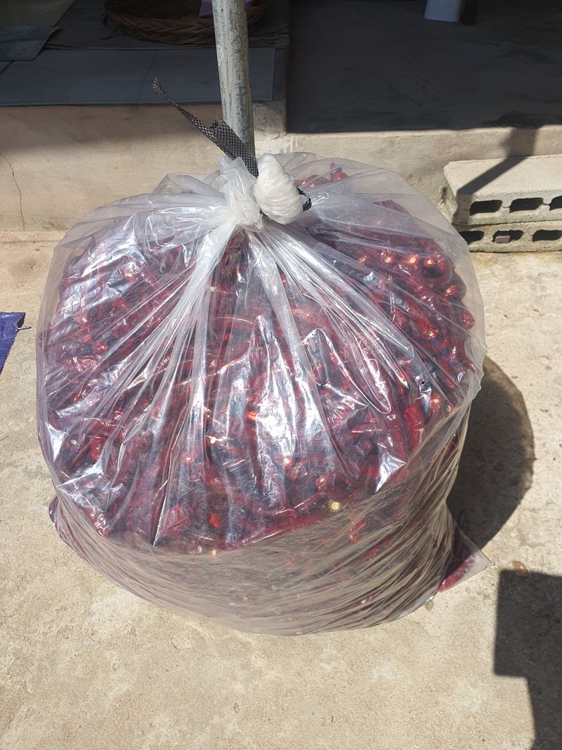 김영복님의 장터 판매 상품 [햇고추] 첨부 사진