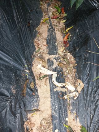 배형일님의 고추 · 병해충상담 작성글 사진