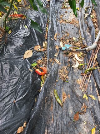 배형일님의 고추 · 병해충상담 작성글 사진