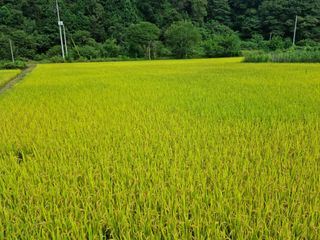 오태원님의 벼 · 자유게시판 작성글 사진