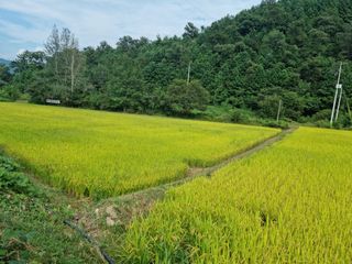 오태원님의 벼 · 자유게시판 작성글 사진