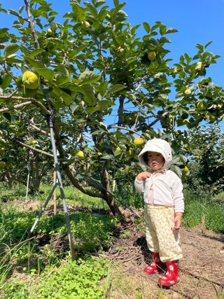 주하네팜(태추,부유님의 감 · 자유게시판 작성글 사진