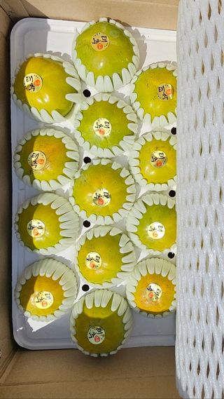 주하네팜(태추,부유님의 감 · 자유게시판 작성글 사진