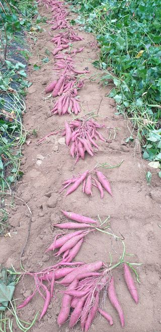 조현석님의 고구마 · 영농일지 작성글 사진