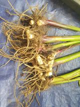 팜모닝 · 게시글 이미지