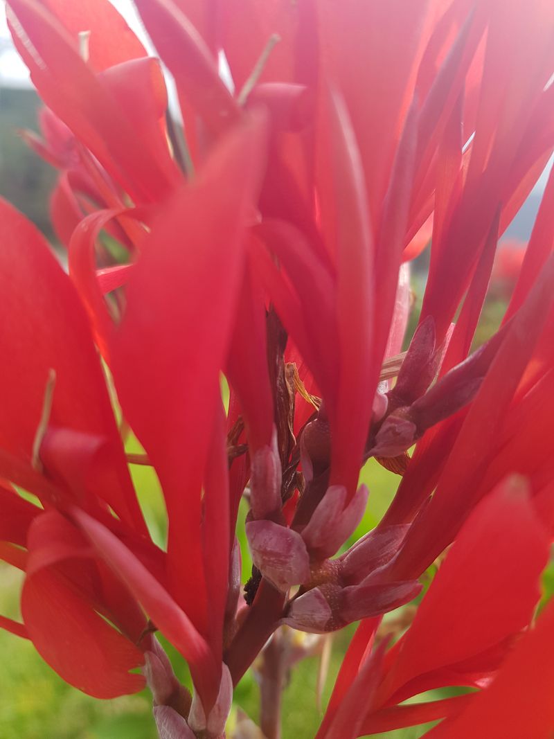 배영이님의 장터 판매 상품 [칸나판매] 첨부 사진