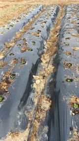 팜모닝 자유주제·자유게시판 게시글 이미지