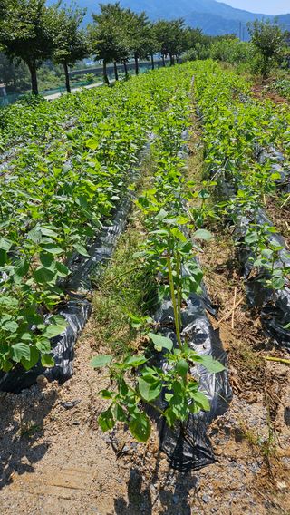 홍&이님의 가을 농사계획 알려주세요🍁 · 참여글 작성글 사진