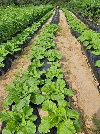 홍&이님의 가을 농사계획 알려주세요🍁 · 참여글 작성글 사진