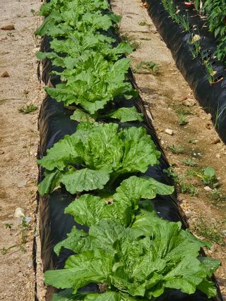 홍&이님의 가을 농사계획 알려주세요🍁 · 참여글 작성글 사진