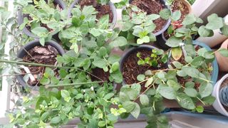 홍&이님의 가을 농사계획 알려주세요🍁 · 참여글 작성글 사진