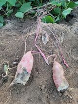 팜모닝 고구마·자유게시판 게시글 이미지